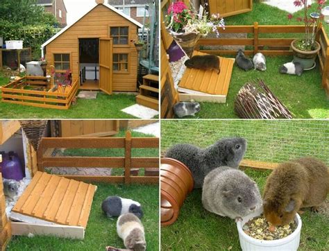 Guinea pig cottage. It would need to be made of plastic otherwise my ...