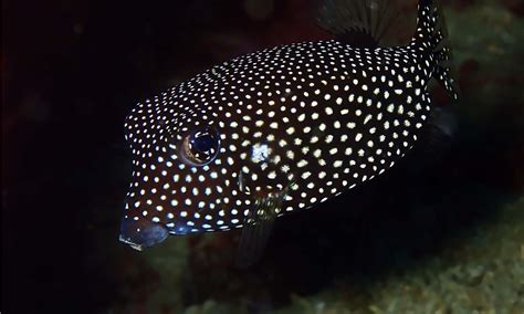 Boxfish - A-Z Animals