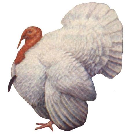 Broad Breasted White Turkey | Townline Hatchery | Poultry farm, Poultry ...