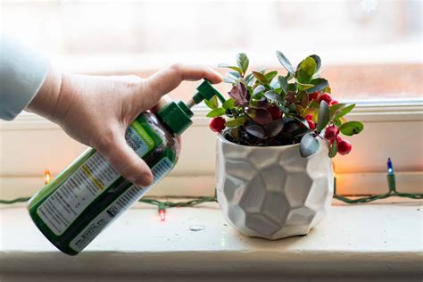 Why Wintergreen Is The Hottest "New" Holiday Houseplant & How To Care ...