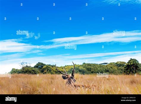 A sambar deer at Horton Plains, Sri Lanka Stock Photo - Alamy