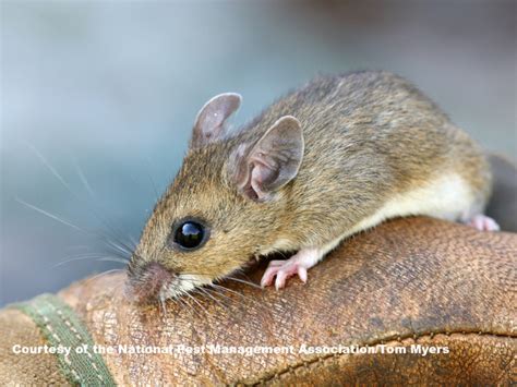 Rodents 101 - A guide to identifying common mice and rat species