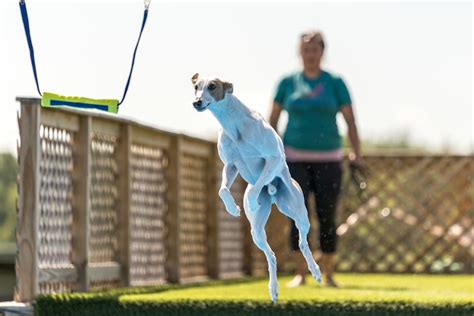 Reas the Whippet Named 2022 Fastest Dog in America