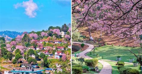 Cherry Blossoms In Full Bloom In Shillong