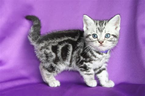 Contact Us - Silver Shorthairs