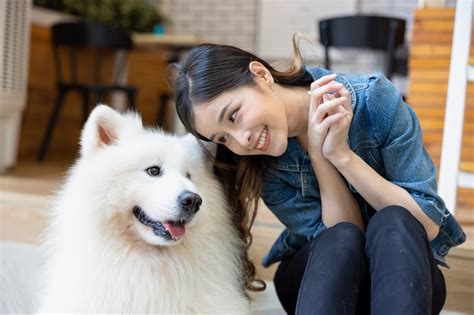 Is A Samoyed A Friendly Dog? - Happy Samoyed