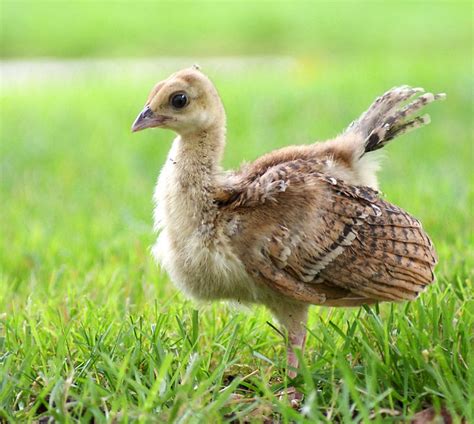 Pin by Sharon Channell on PeACoCK bAbIEs | Game birds, Peacock baby, Birds