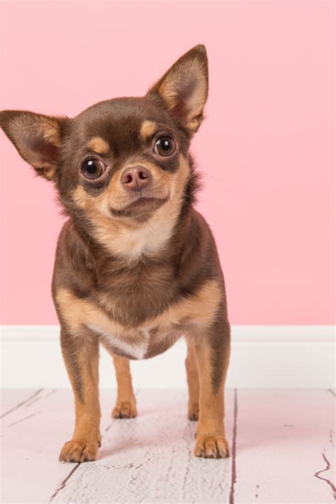 Cute brown #chihuahua dog standing and looking straight in the camera ...