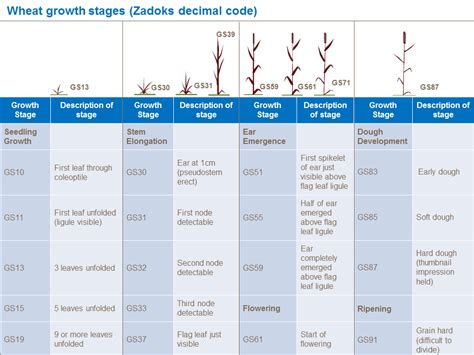 Soybean Growth Stages Timeline