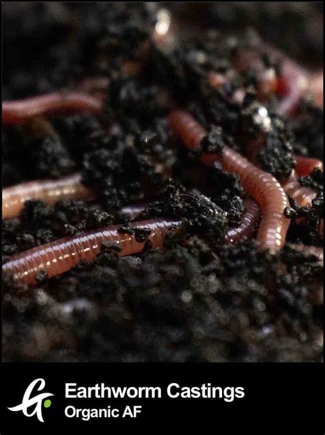 Earthworm Castings - Greenpoint Seeds