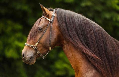 10 Best Spanish Horse Breeds