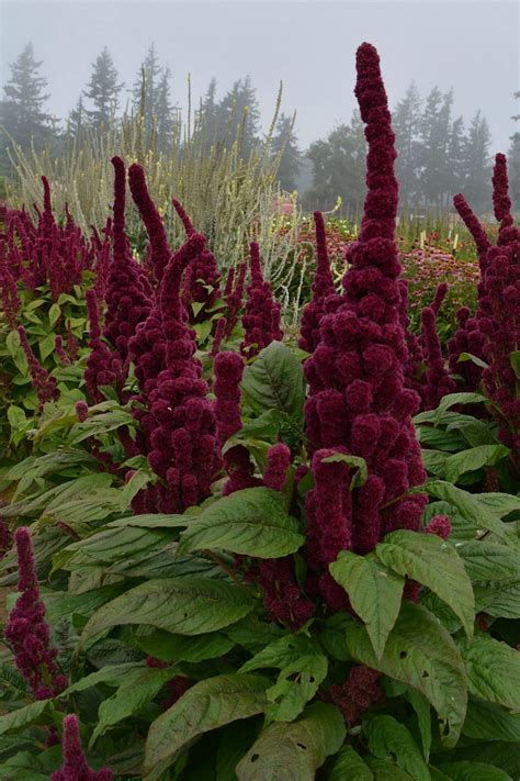 Amaranth, 'Elephant's Head' | Uprising Seeds