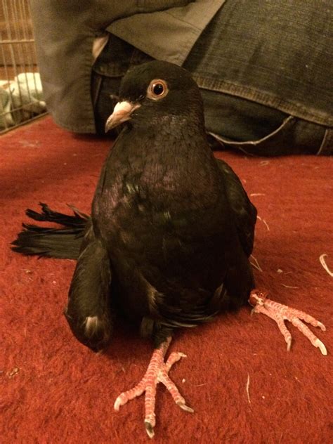 Violet (Or What’s Wrong with Roller Pigeons?)