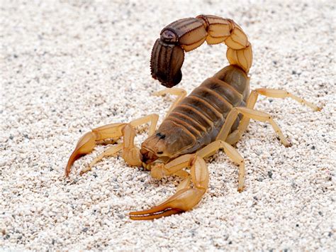 Scorpion: 8 Things a Scorpion Can Teach You | Scorpion Symbolism (+Spirit Animal Omens ...