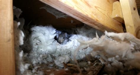 How to Prevent an Attic Squirrel Infestation?