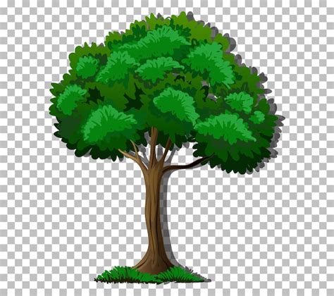 Free Vector | A tree with green leaves on transparent background