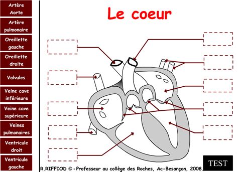 Cœur humain – SVT – Académie de Besançon