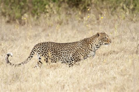 What Do Leopards Eat? Discover the Leopard Diet (with Photos) - WildlifeTrip