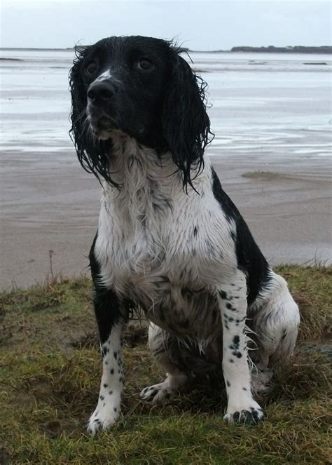 Milly. Black & white Springer Spaniel