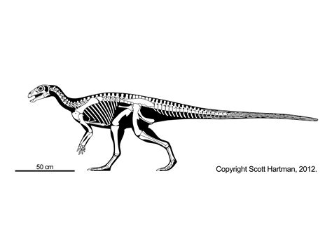 OrnithisciansDr. Scott Hartman's Skeletal Drawing.com