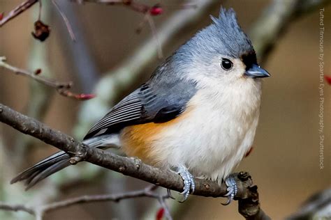 Tufted Titmouse - American Bird Conservancy