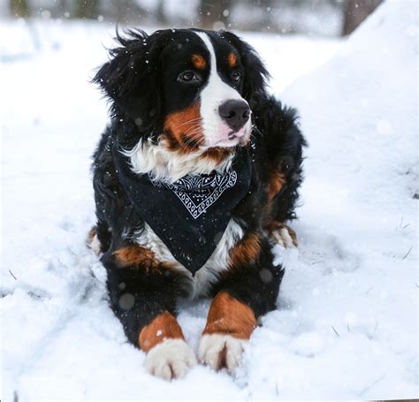 15 Best Dog Breeds for Cold Weather — Book of Dog