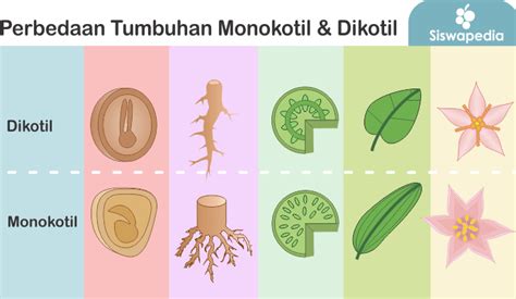 Perbedaan Bagian Bagian Tumbuhan Monokotil Dan Dikotil - Riset