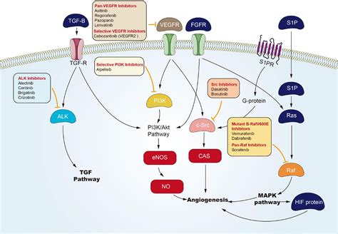 Frontiers | Role of Small Molecule Targeted Compounds in Cancer: Progress, Opportunities, and ...