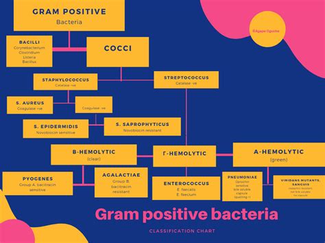 Gram positive bacteria in microbiology: examples and structure