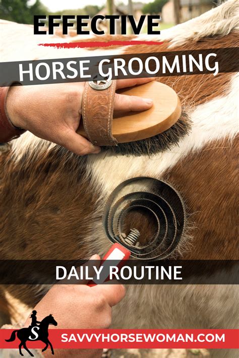 Tips for an effective horse grooming routine – Artofit