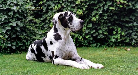 Great Dane Dog Breed: Facts, Temperament and Care Info