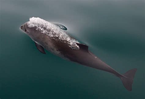 Increased harbor porpoise mortality in the Pacific Northwest, USA ...