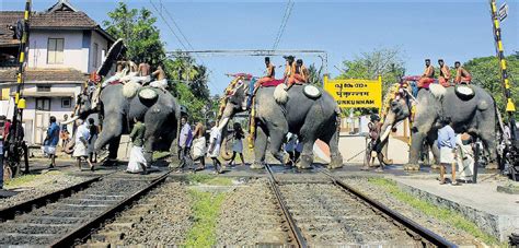 Elephant Abuse In Kerala Has Finally Gone Criminal | HuffPost Life