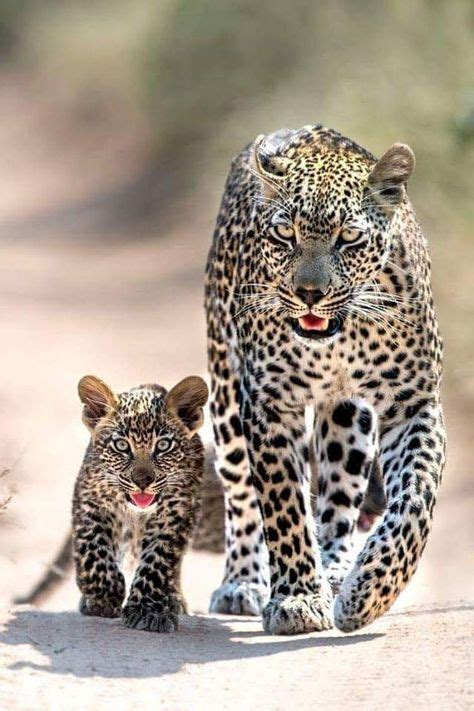 8 Leopard + jaguar ?? ideas in 2021 | wild cats, animals beautiful, pet ...