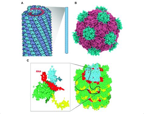 | (A) Tobacco mosaic virus structure, RNA is in red, protein subunits... | Download Scientific ...