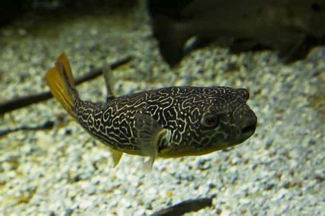 The Complete Freshwater Puffer Fish Care Guide | Fishkeeping World