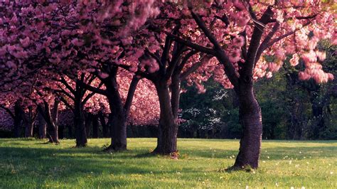 spring, Trees, Nature, Dandelion, Landscape, Seasons, Depth Of Field, Photography Wallpapers HD ...