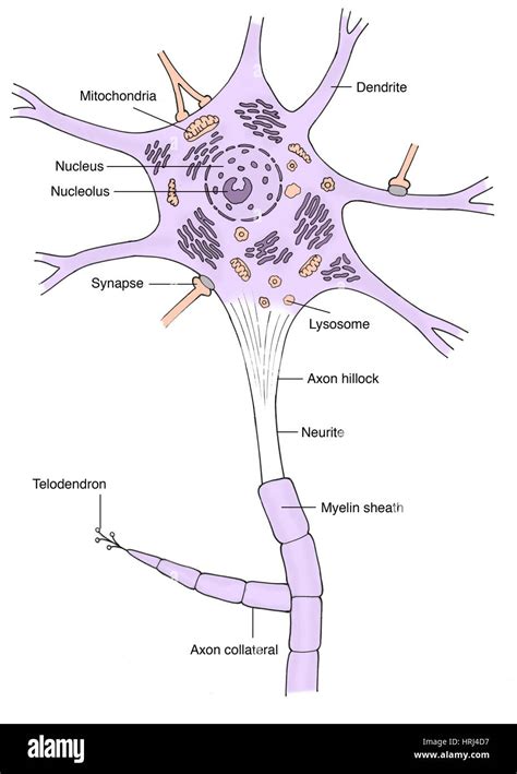 Axon Hillock