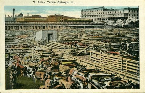 Stock Yards – Chicago History In Postcards