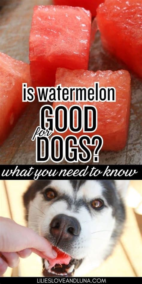 Is Watermelon Good For Dogs? A Quick Guide For Dog Owners - Lilies, Love, and Luna