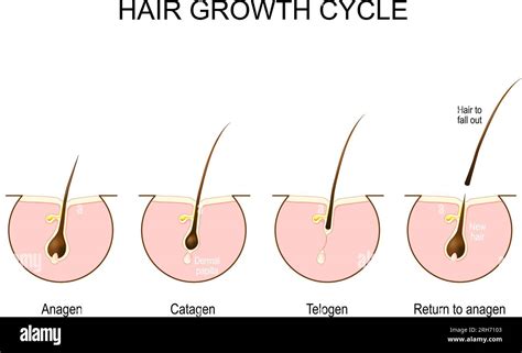 Hair growth cycle. Human skin. Follicle anatomy. Anatomical poster. Hair growth phase step by ...