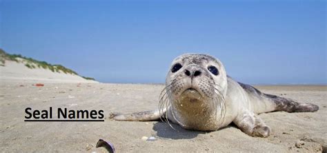 Seal Names: 80+ Most Popular Names for Seals Seal Names 2020: Are you ...