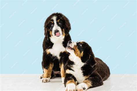 Free Photo | Berner sennenhund puppies posing