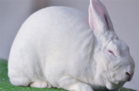 New Zealand Rabbit - Facts You Didn't Know About This Giant Meat Rabbit