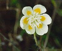 Papaveraceae - Wikimedia Commons