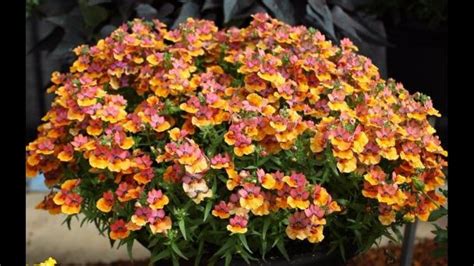 How to grow and care for Nemesias - RayaGarden