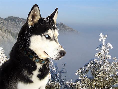 Snow Dogs Siberian Husky Wallpaper Photos #4954 Wallpaper | High Resolution Wallarthd.com