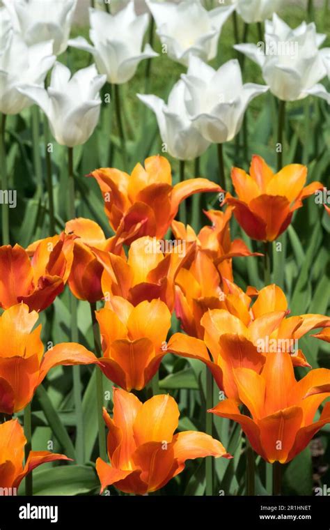 Orange White Flowers, Orange White, Tulips "Ballerina" Tulip "White Triumphator" Tulipa, Lily ...