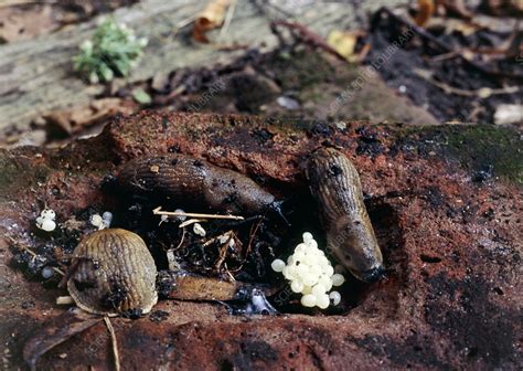 Slugs laying eggs - Stock Image - Z485/0074 - Science Photo Library