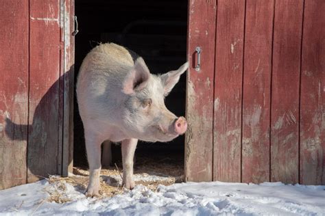 Pigs | Farm Animals - Farm Sanctuary